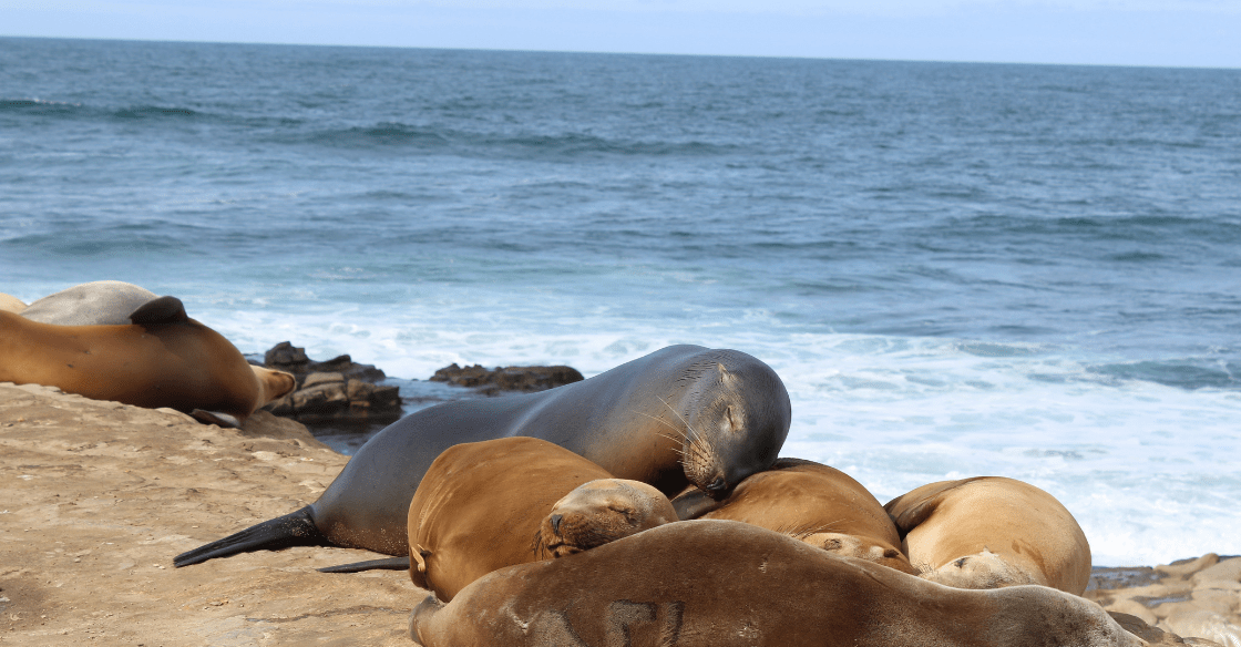 Seals lay together on the cliffs at La Jolla Cove.